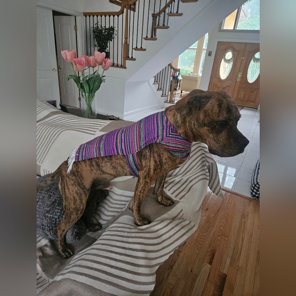 Poncho Dog's HALLOWEEN COSTUME - Multicolor. SZ M